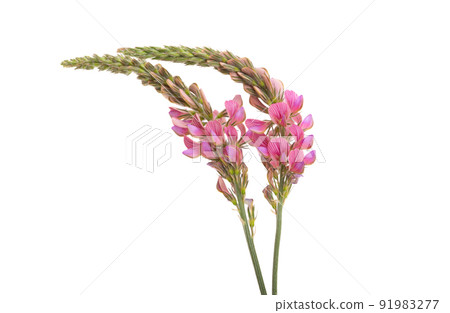 meadow bean flowers isolated 91983277
