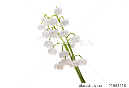 lily of the valley flowers isolated 91983358