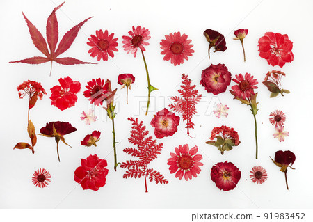 Red pressed dried flower pattern isolated on white background Red pressed dried flower pattern isolated on white background 91983452