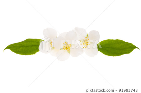 jasmine flower isolated jasmine flower isolated 91983748