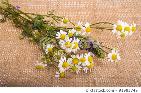 fresh medical chamomile 91983749