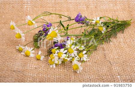 fresh medical chamomile fresh medical chamomile 91983750