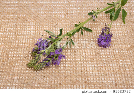 flowers alfalfa on canvas fabric flowers alfalfa on canvas fabric 91983752
