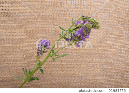 flowers alfalfa on canvas fabric 91983753