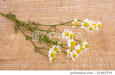 fresh medical chamomile fresh medical chamomile 91983754