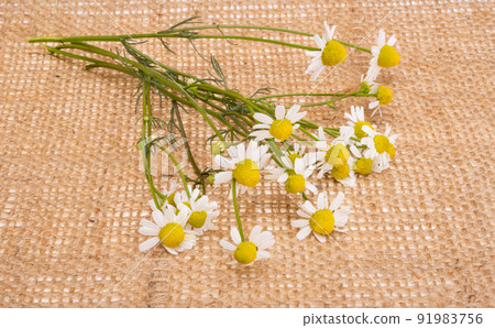 fresh medical chamomile fresh medical chamomile 91983756