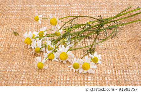 fresh medical chamomile fresh medical chamomile 91983757