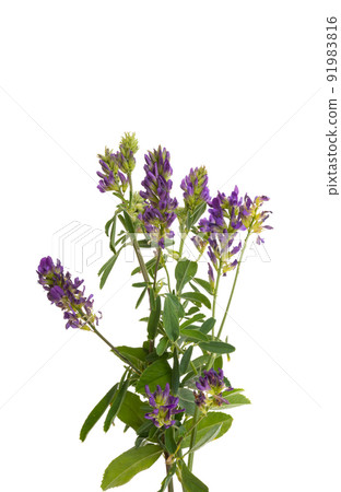 alfalfa flower isolated 91983816