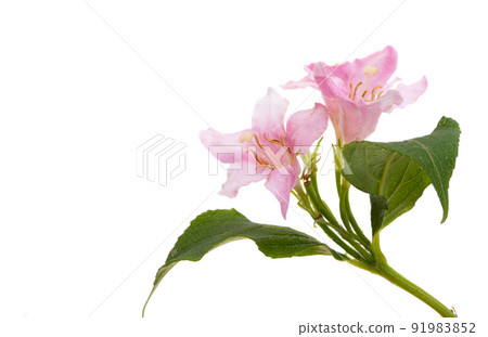 weigela flowers isolated weigela flowers isolated 91983852