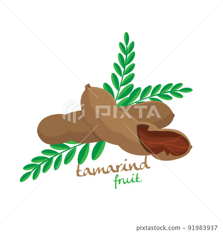 Tamarind vector 91983937