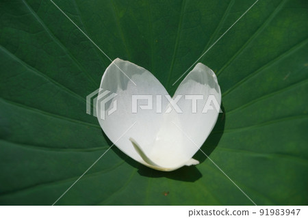 Petal Heart Petal Heart 91983947
