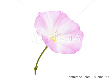 field bindweed isolated field bindweed isolated 91984044