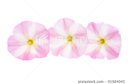 field bindweed isolated 91984045