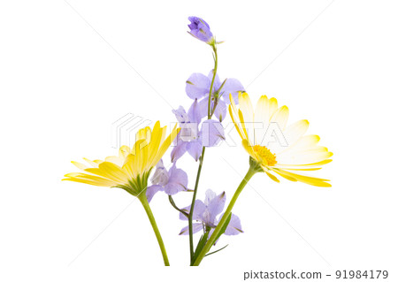 yellow Osteospermum isolated 91984179