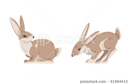 Hare or Jackrabbit as Animal with Long Ears and Grayish Brown Coat in Sitting Pose Vector Set Hare or Jackrabbit as Animal with Long Ears and Grayish Brown Coat in Sitting Pose Vector Set 91984415