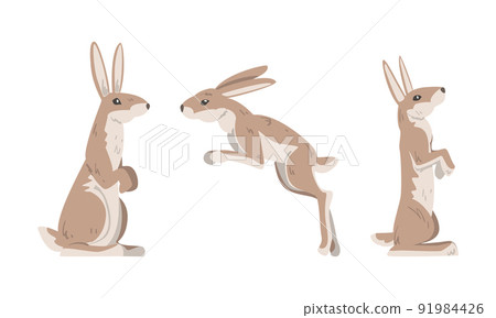 Hare or Jackrabbit as Animal with Long Ears and Grayish Brown Coat in Sitting and Jumping Pose Vector Set Hare or Jackrabbit as Animal with Long Ears and Grayish Brown Coat in Sitting and Jumping Pose Vector Set 91984426