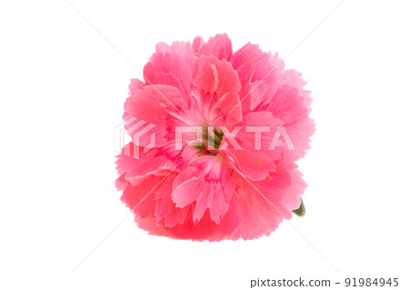 small carnation isolated 91984945