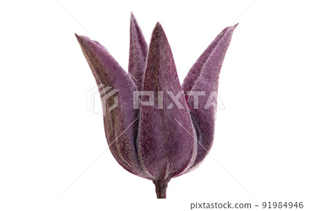 clematis isolated clematis isolated 91984946
