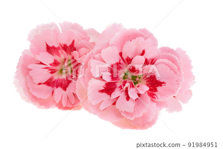 small carnation isolated small carnation isolated 91984951