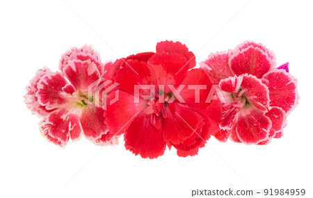 small carnation isolated small carnation isolated 91984959
