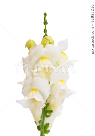 snapdragon flower isolated 91985216