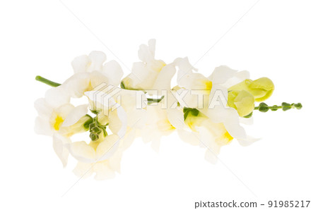 snapdragon flower isolated 91985217