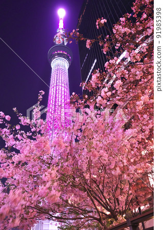 Tokyo Sky Tree Mai Illumination and Kawazu Sakura 91985398
