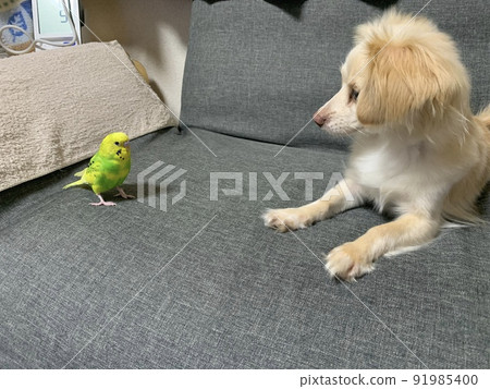 Face-to-face between parakeets and dogs Face-to-face between parakeets and dogs 91985400