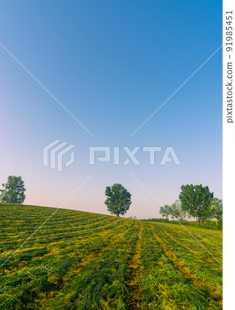 Morning of ranch Morning of ranch 91985451