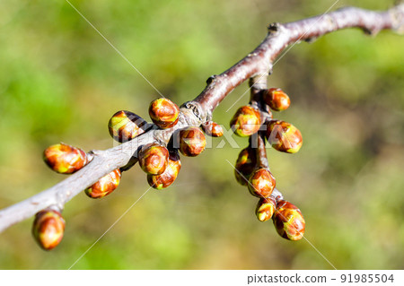 Unbloomed apple buds in early spring on blurry background, an apple tree branch before blossoming 91985504