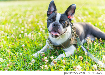 Boston Terrier 91985622