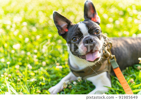 Boston Terrier 91985649