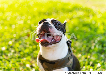 波士頓梗 波士頓梗 91985683