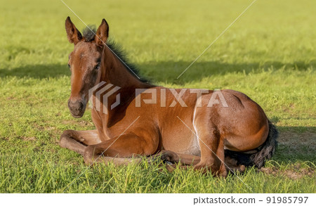 Portrait of a thoroughbred colt. The foal is lying in the green grass. Pasture on a sunny summer day. Outdoor in summer. A thoroughbred sports horse 91985797