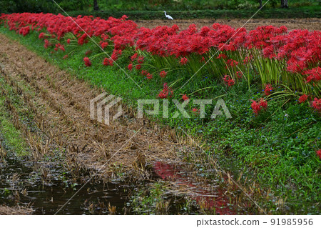 Tamba Sasayama的風景 91985956