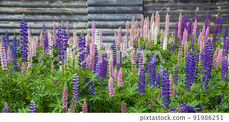 Beautiful flowering of lupines different color variations of natural and breeding varieties. 91986251