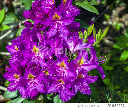 Beautiful rhododendron bloom and bee over the flowers in the garden design. 91986252