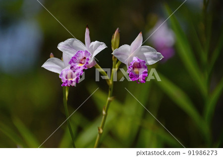 Bamboo orchid flowers growing on the forest road of Iriomote Island are noble and beautiful 91986273