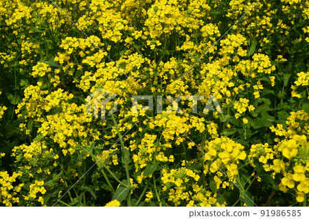 Nanohana field 91986585