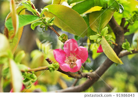 Pink quince flowers (spring, April) 91986843
