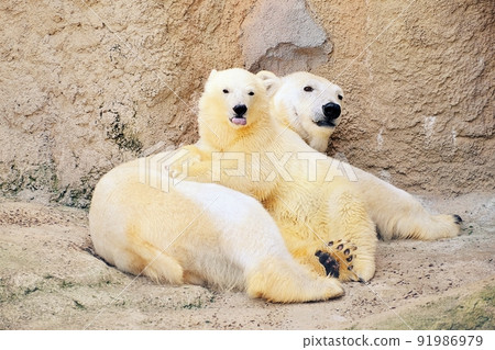Baby polar bear "Yume" & mother "Pirika" born at Asahiyama Zoo 91986979