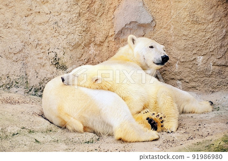 Baby polar bear "Yume" & mother "Pirika" born at Asahiyama Zoo 91986980