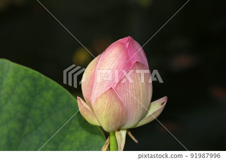 蓮花的芽 91987996