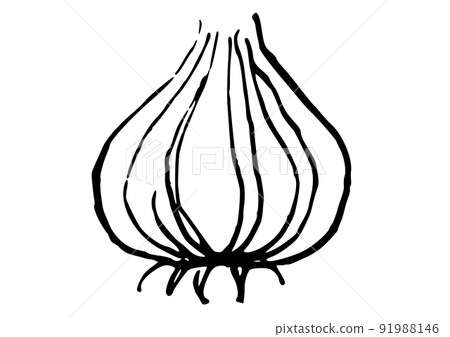 Onion simple illustration line drawing 91988146