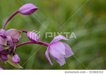 在西表島上自然生長的洋紅色花瓣的小扁豆很漂亮 91988342