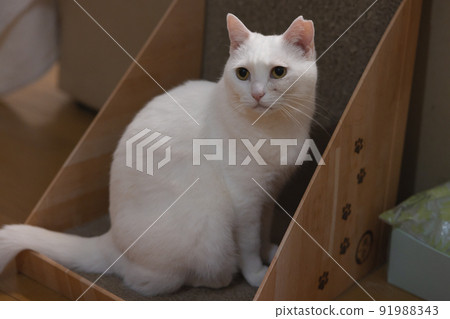 基里托尼亞 91988343