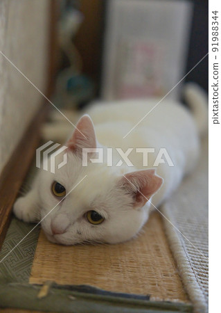 I like old tatami mats 91988344