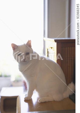 這是我的 91988345