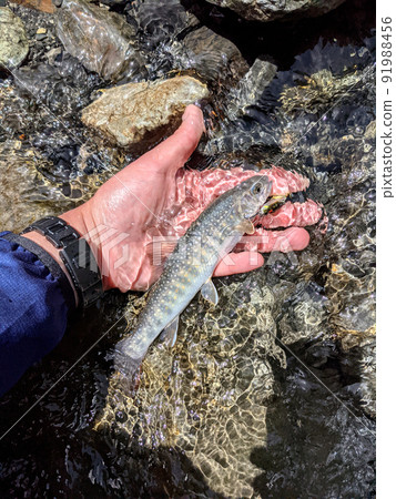 I caught a char on the Oi River with a lure I caught a char on the Oi River with a lure 91988456