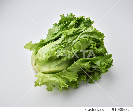 綠色生菜 綠色生菜 91988622